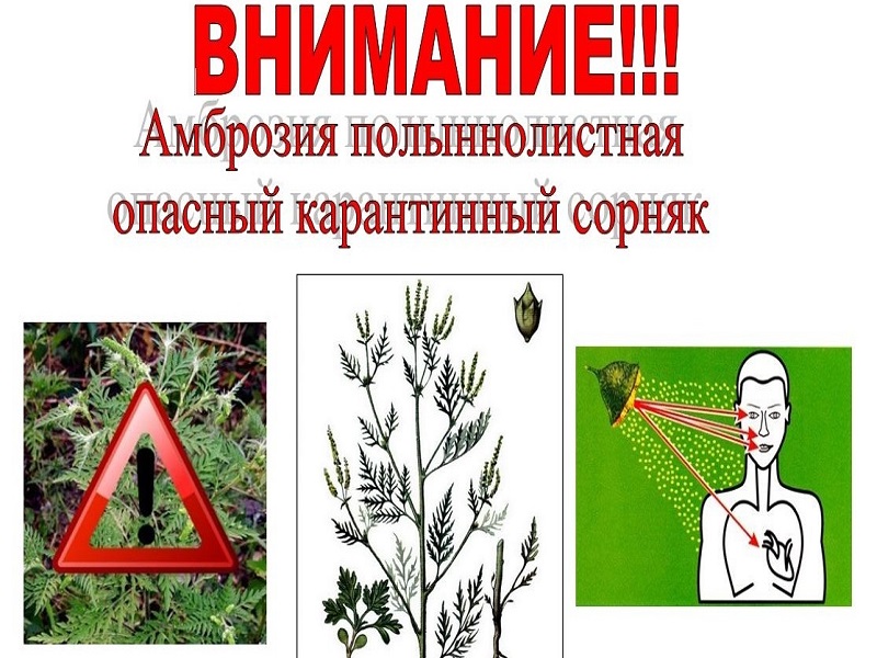 ‼️ОСТОРОЖНО—АМБРОЗИЯ ПОЛЫННОЛИСТНАЯ‼️.
