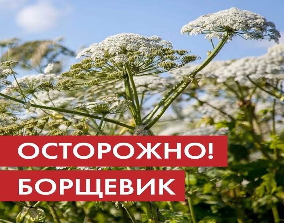 Министерство сельского хозяйства и продовольствия Луганской Народной Республики с целью предотвращения повсеместного распространения на территории региона борщевика Сосновского сообщает следующее..