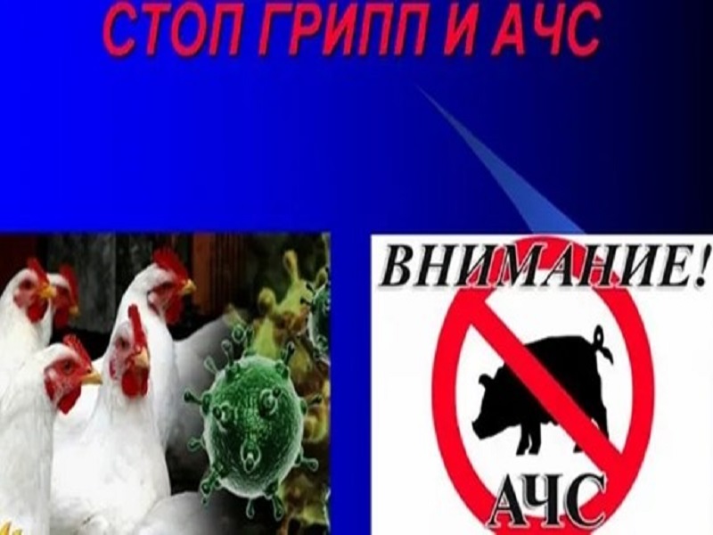 Профилактика возникновения и распространения возбудителей высокопатогенного гриппа птиц (ВГП) и африканской чумы свиней (АЧС).