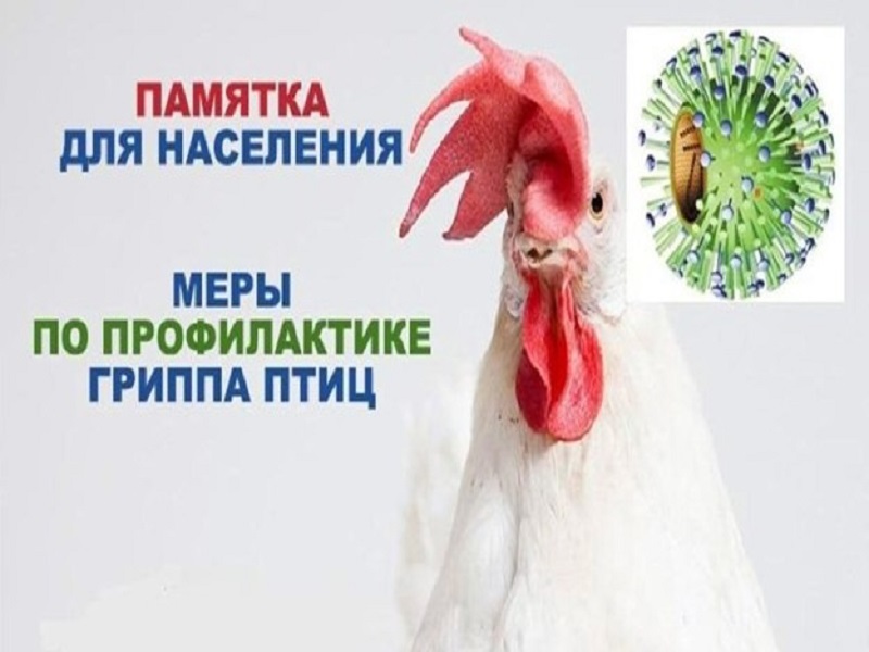 ПАМЯТКА НАСЕЛЕНИЮ ПО ПРОФИЛАКТИКЕ  ВЫСОКОПАТОГЕННОГО ГРИППА ПТИЦ!.