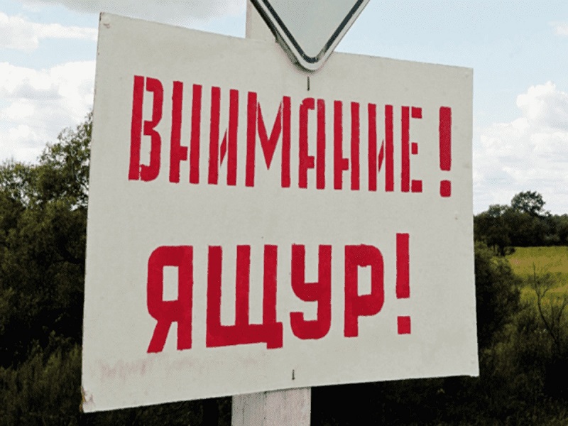 Памятка по профилактике возникновения и распространения ящура и чумы жвачных животных.