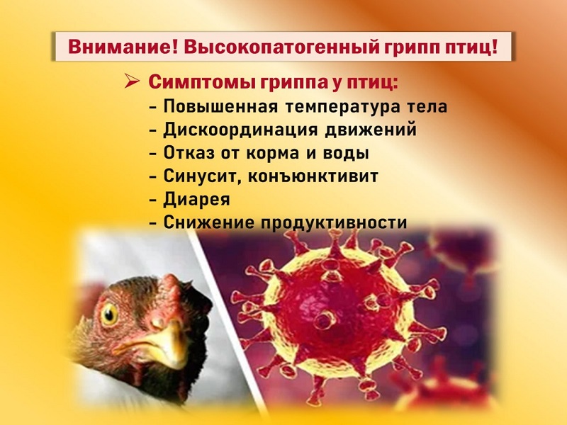 🚨 ВНИМАНИЕ! Высокопатогенный грипп птиц (ВГП) .
